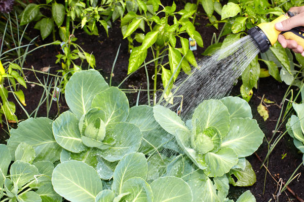 12 вопросов о выращивании капусты — как избежать проблем и ошибок в уходе