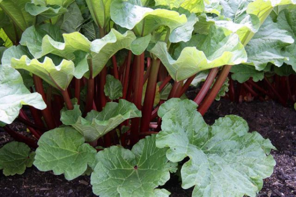 16 лучших овощей для кислых почв