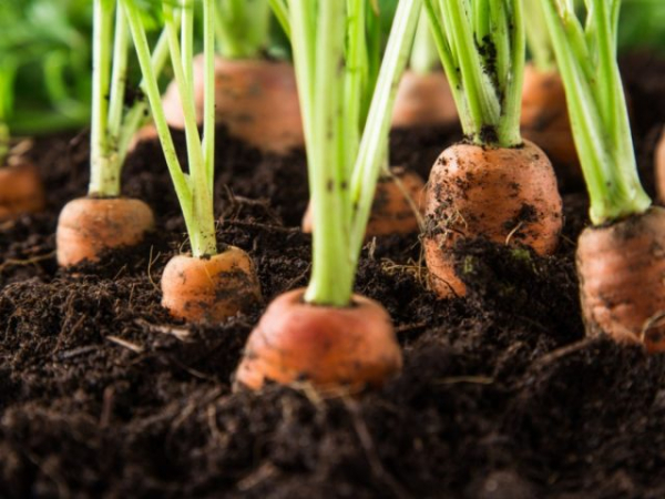 16 лучших овощей для кислых почв