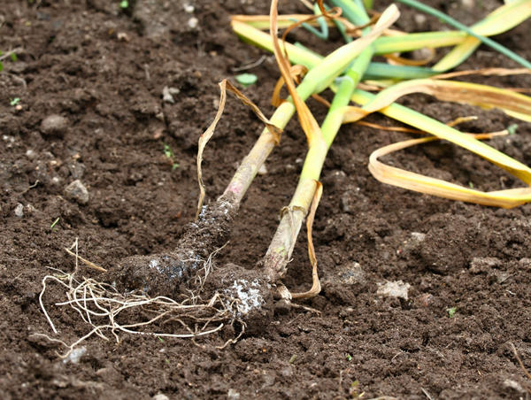 Плохо растет чеснок: основные причины скудного урожая и гибели
