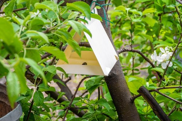 Гусеницы на яблоне: как защитить деревья от плодожорки, листоверток и других вредителей