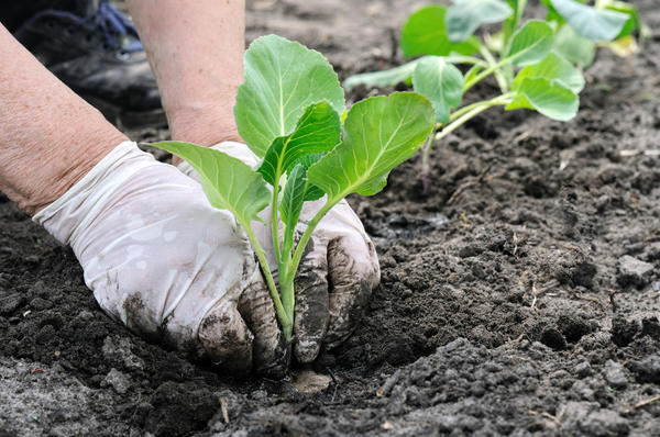 12 вопросов о выращивании капусты — как избежать проблем и ошибок в уходе