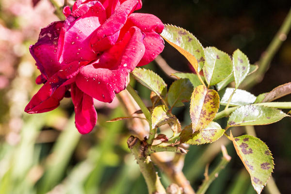 Пятна на розах: что означает их появление на листьях, стеблях и цветках