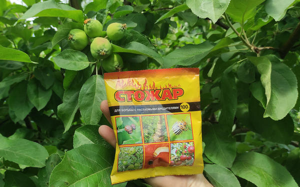 Гусеницы на яблоне: как защитить деревья от плодожорки, листоверток и других вредителей