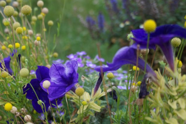 Мармеладные цветы: все о гелениуме ароматном и его конфетном запахе
