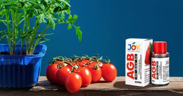 Воспитание рассады томатов: что необходимо сделать для богатого урожая