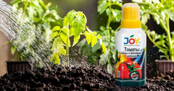 Воспитание рассады томатов: что необходимо сделать для богатого урожая
